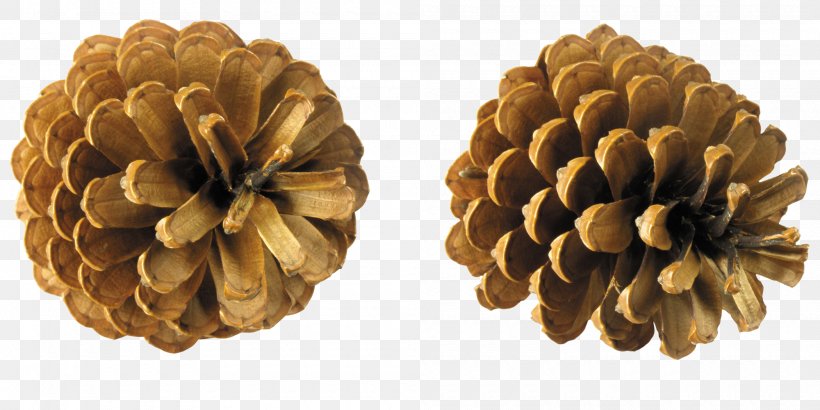 Conifer Cone Pine Clip Art, PNG, 2000x1000px, Conifer Cone, Arborvitae, Cone, Fir, Material Download Free