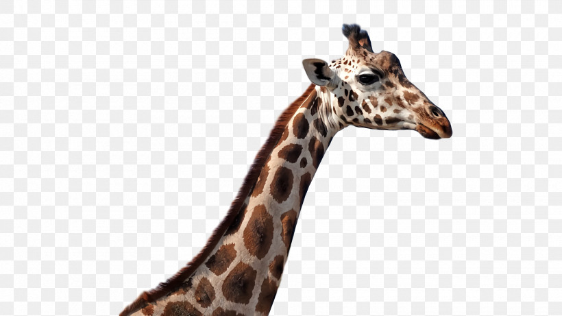 Giraffe Animal Figurine Wildlife Snout Terrestrial Plant, PNG, 1920x1080px, Giraffe, Animal Figurine, Biology, Giraffids, Science Download Free