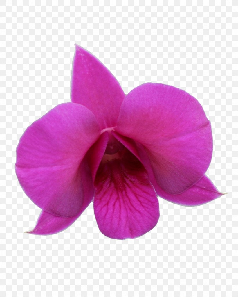 Queensland Moth Orchids Pink M Floral Emblem, PNG, 1080x1346px, Queensland, Emblem, Floral Emblem, Flower, Flowering Plant Download Free