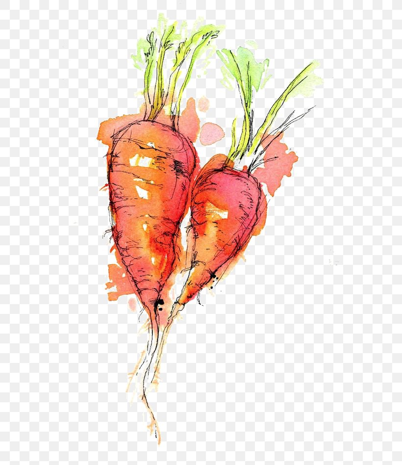 Watercolor Painting Drawing Ink Sketch, PNG, 564x948px, Watercolor Painting, Art, Beet, Carrot, Drawing Download Free