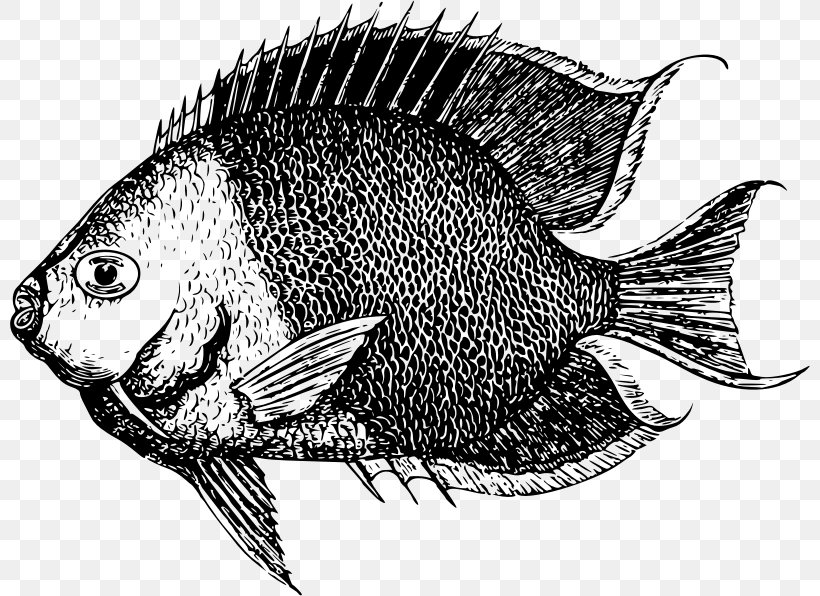 Fish Windows Metafile Clip Art, PNG, 800x596px, Fish, Black And White, Drawing, Fauna, Fishing Download Free