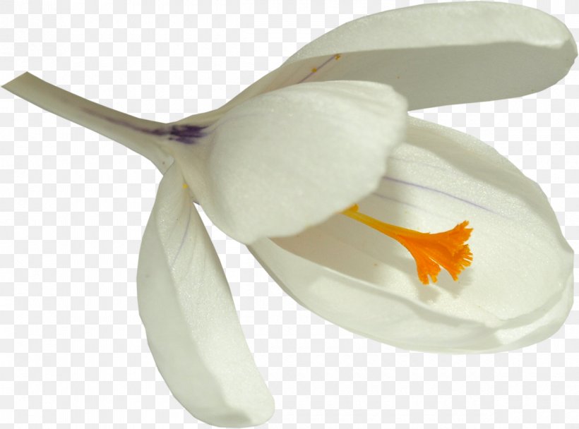 Flower Petal March 6 March 7, PNG, 1200x891px, Flower, April 8, March 6, March 7, March 9 Download Free