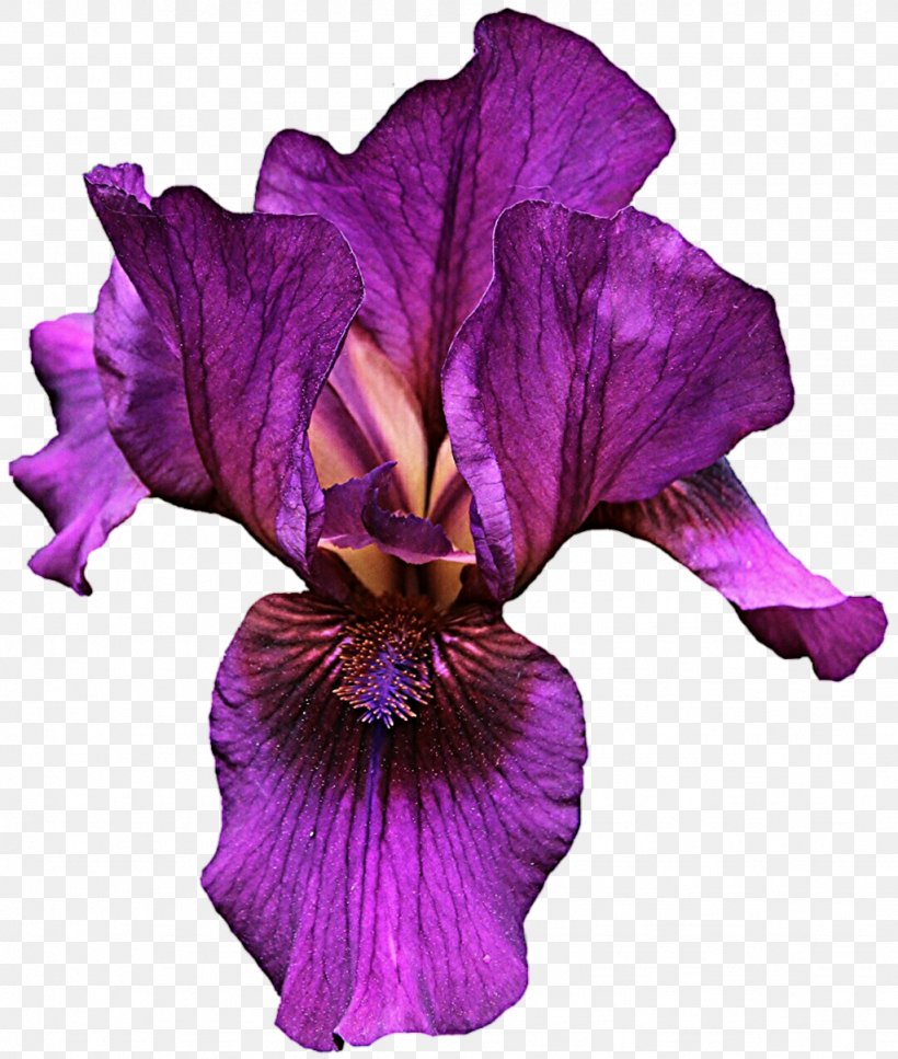 Iris Versicolor Violet Flower Light, PNG, 1024x1208px, Iris, Color, Eye, Flower, Flowering Plant Download Free