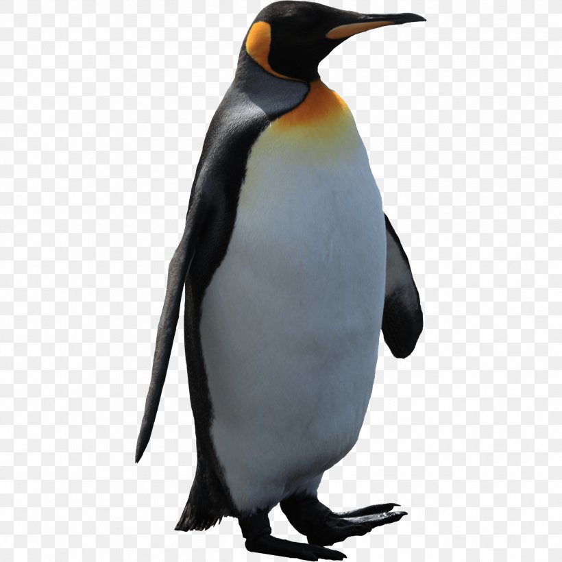 King Penguin Neck Fauna Beak, PNG, 2526x2526px, Penguin, Beak, Bird, Display Resolution, Emperor Penguin Download Free