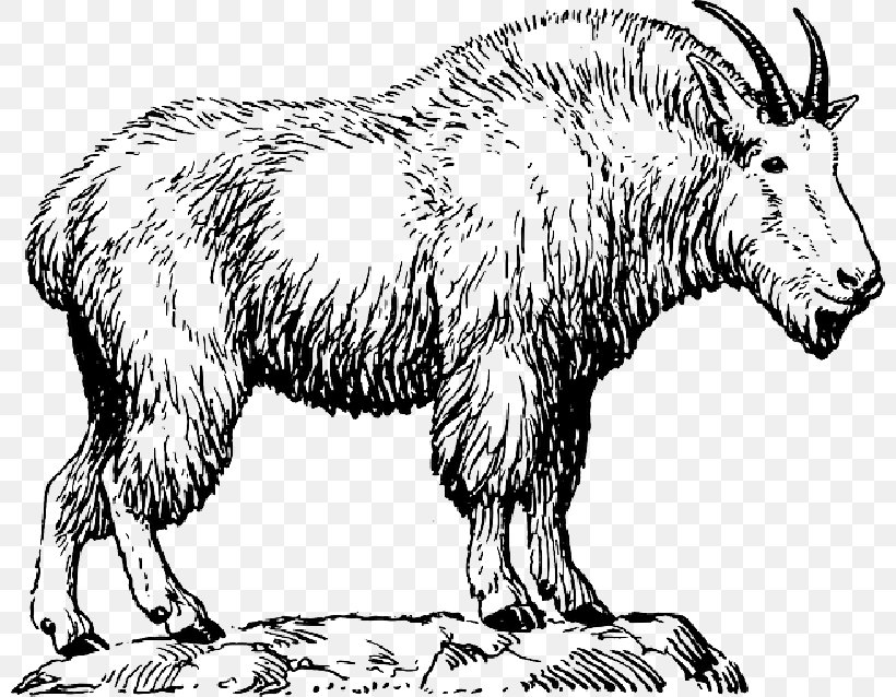Mountain Goat Drawing Vector Graphics Clip Art, PNG, 800x638px, Goat, Animal Figure, Art, Bovine, Cowgoat Family Download Free
