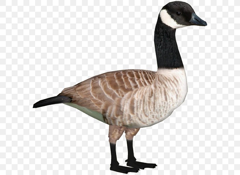 Zoo Tycoon 2 Canada Goose Duck, PNG, 597x597px, Zoo Tycoon 2, Anatidae, Animal, Animal Figure, Barheaded Goose Download Free
