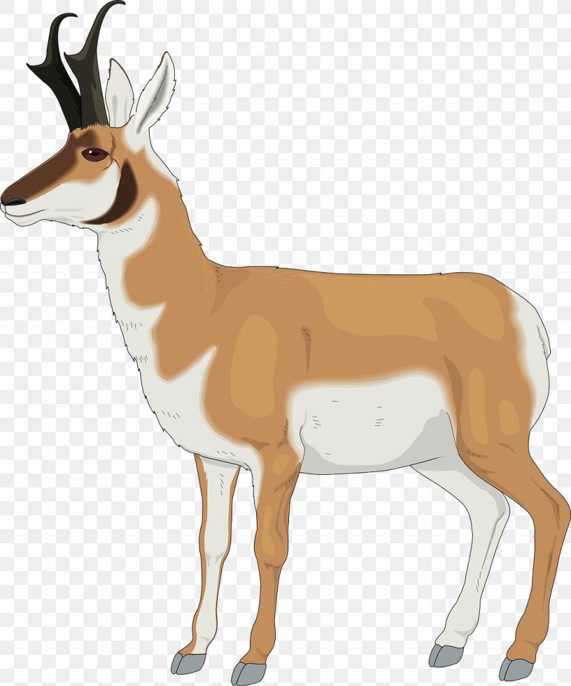 Antelope Pronghorn Clip Art, PNG, 1065x1280px, Antelope, Animal, Antler, Bongo, Cow Goat Family Download Free