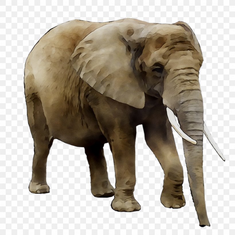 Asian Elephant African Bush Elephant Lion, PNG, 1098x1098px, Asian Elephant, African Bush Elephant, African Elephant, Animal Figure, Drawing Download Free