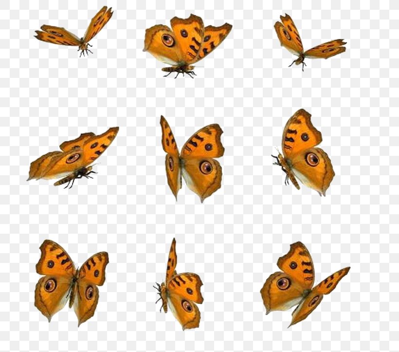 Butterfly Icon, PNG, 722x723px, Butterfly, Animation, Art, Arthropod, Brush Footed Butterfly Download Free