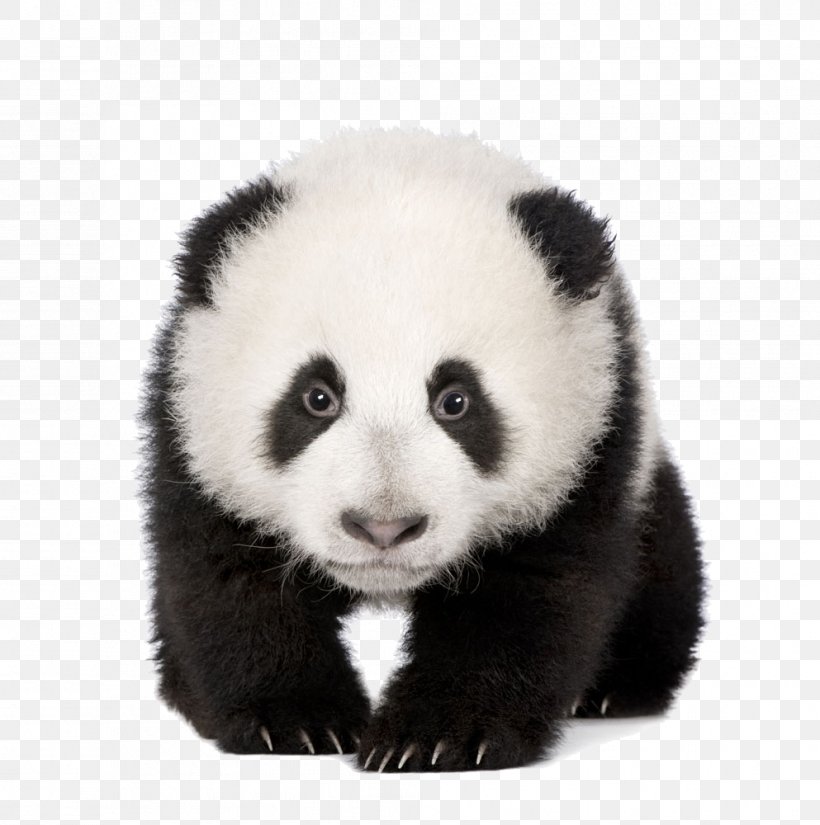 Giant Panda Red Panda Bear Stock Photography Cuteness, PNG, 993x1000px, Giant Panda, Ailuropoda, Ailurus, Bear, Carnivoran Download Free