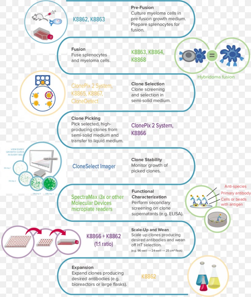 Hybridoma Technology Cell Culture HAT Medium Multiple Myeloma, PNG, 830x983px, Hybridoma Technology, Antibody, Area, Brand, Cell Download Free