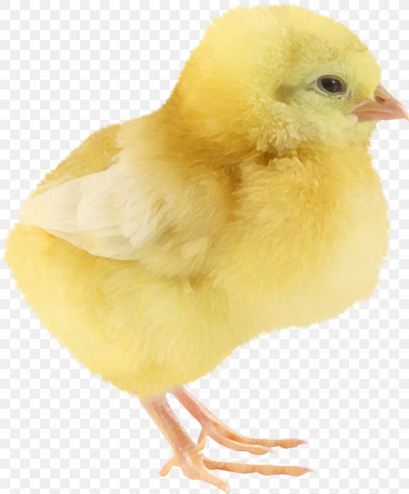 Yellow-hair Chicken Little Yellow Chicken, PNG, 963x1164px, Yellowhair Chicken, Animal, Beak, Bird, Chicken Download Free