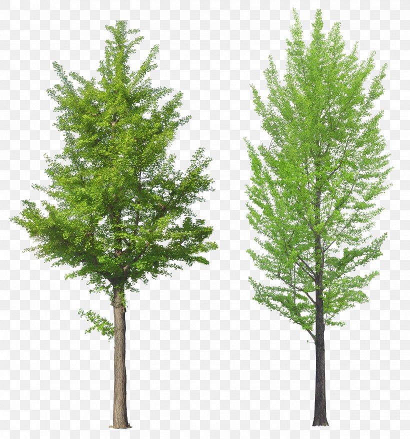 Tree, PNG, 2652x2841px, Tree, Biome, Branch, Conifer, Cypress Family Download Free