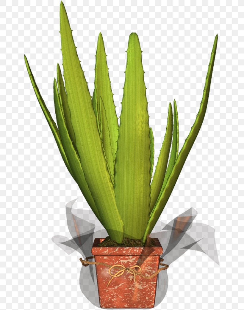 Agave Azul Flowerpot Houseplant Aloe Vera Plant Stem, PNG, 659x1043px, Agave Azul, Agave, Aloe, Aloe Vera, Flowerpot Download Free