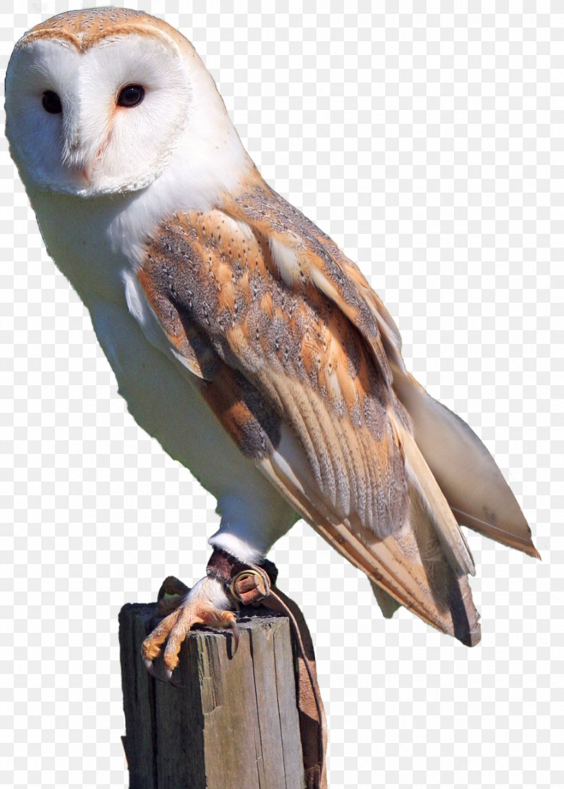 Barn Owl Bird Of Prey Snowy Owl, PNG, 915x1280px, Owl, Ashyfaced Owl, Barn Owl, Barred Owl, Beak Download Free