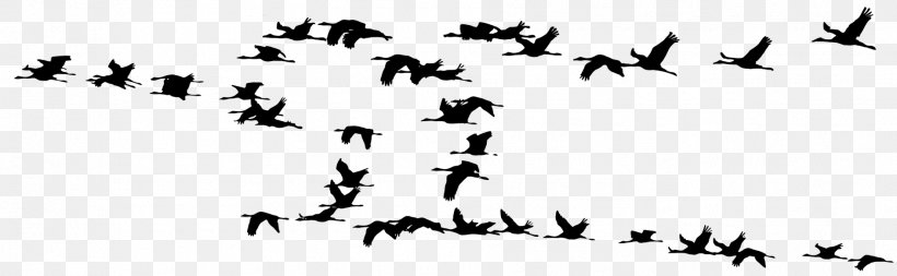 Crane Bird Migration Flock Silhouette, PNG, 1887x583px, Crane, Animal Migration, Beak, Bird, Bird Migration Download Free