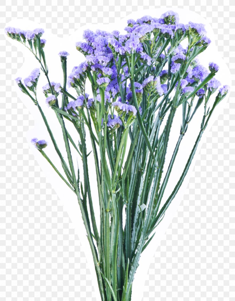English Lavender Sea Lavenders Cut Flowers Plant Stem, PNG, 887x1140px, English Lavender, Color, Cut Flowers, Flower, Flower Bouquet Download Free