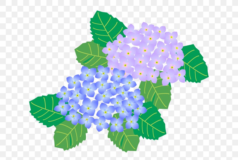 French Hydrangea Season Summer, PNG, 640x550px, French Hydrangea, Art, Autumn, Cornales, East Asian Rainy Season Download Free