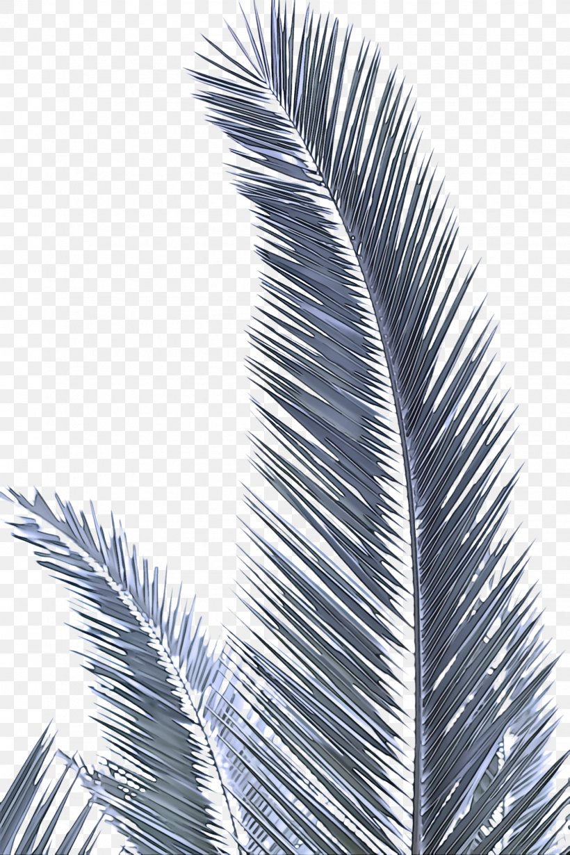 Palm Tree, PNG, 1632x2448px, Tree, Arecales, Elaeis, Leaf, Palm Tree Download Free