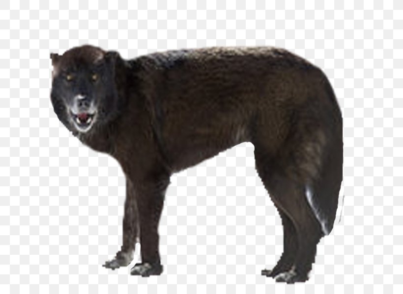 Rare Breed (dog) Dog Breed, PNG, 800x600px, Dog, Breed Group Dog, Carnivoran, Dog Breed, Dog Breed Group Download Free