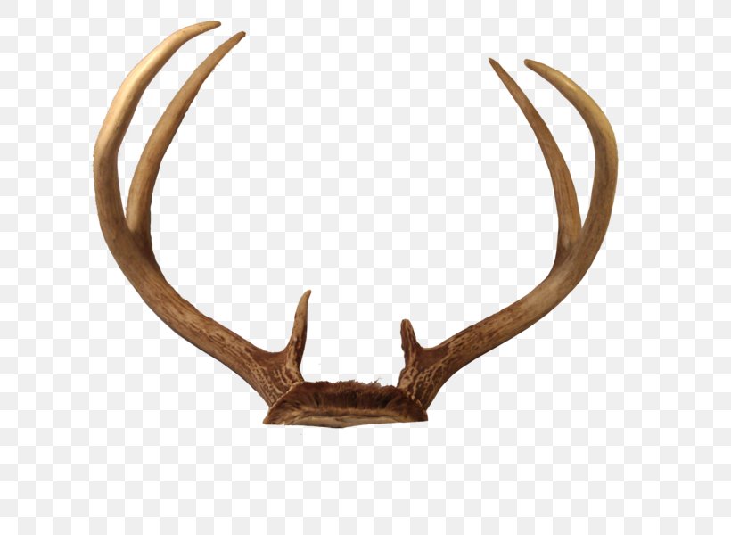 Reindeer Horn Antler, PNG, 800x600px, Deer, Animal Product, Antler, Hair, Horn Download Free