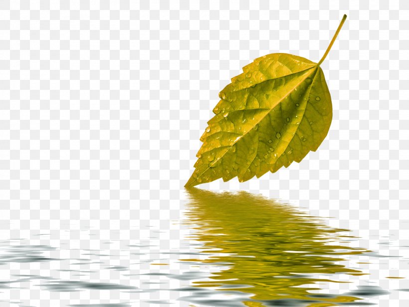 Wallpaper Water Leaves