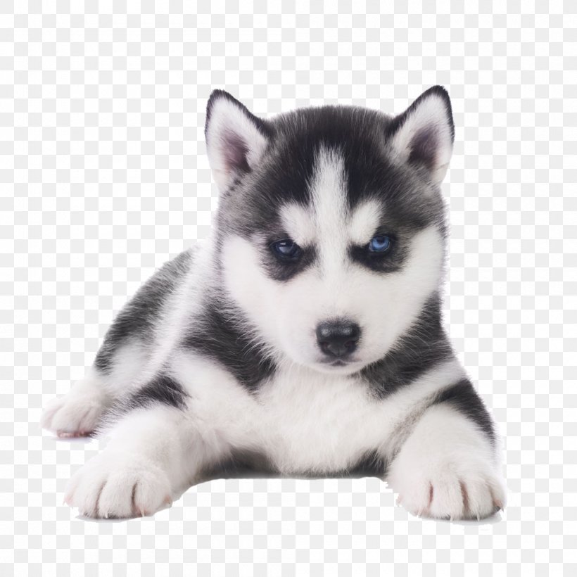 Siberian Husky French Bulldog Pug Puppy, PNG, 1000x1000px, Siberian Husky, Alaskan Klee Kai, Alaskan Malamute, American Kennel Club, Animal Download Free