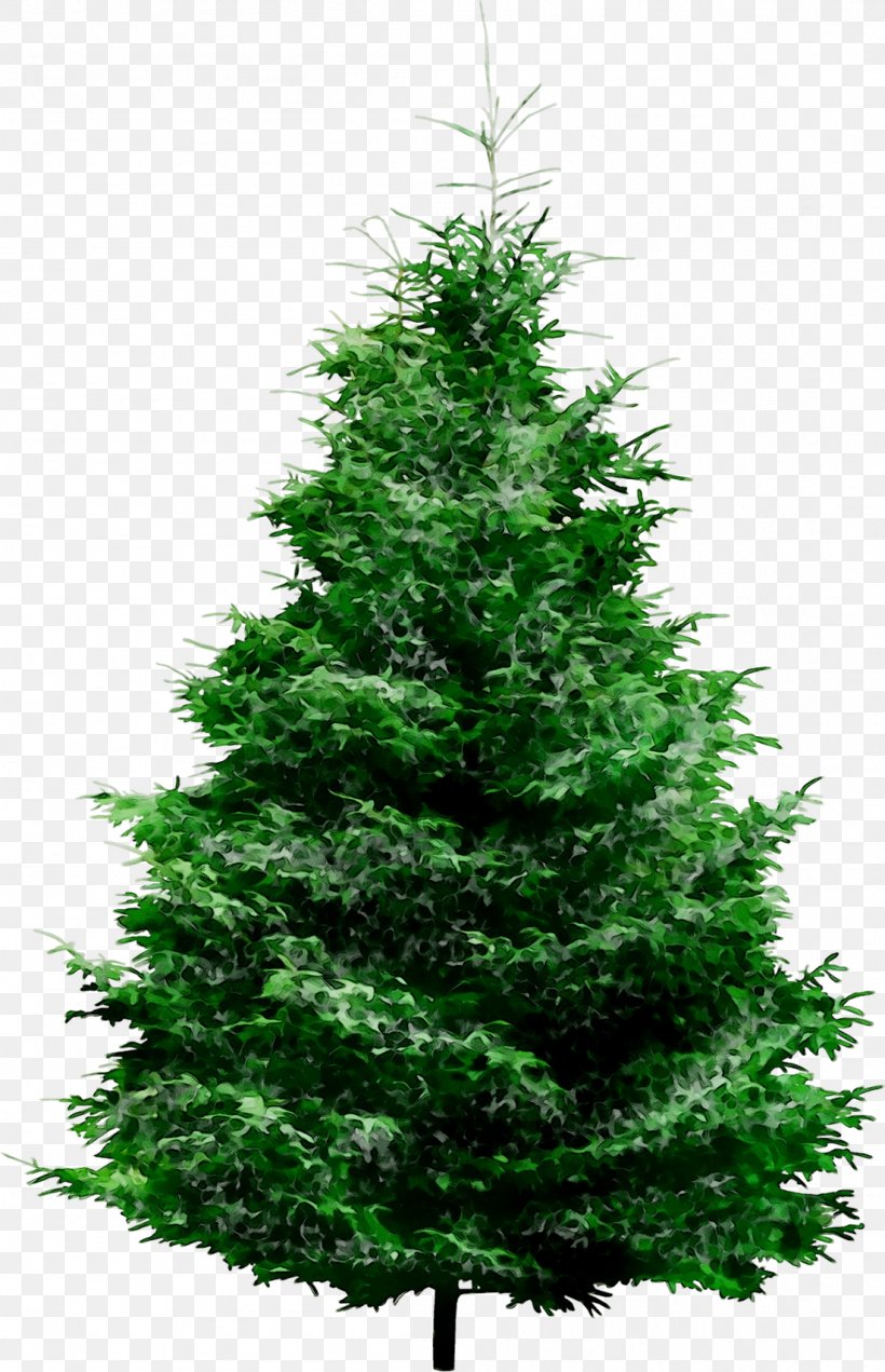 Clip Art Pine Fir Tree, PNG, 1102x1709px, Pine, American Larch, Arizona Cypress, Balsam Fir, Biome Download Free