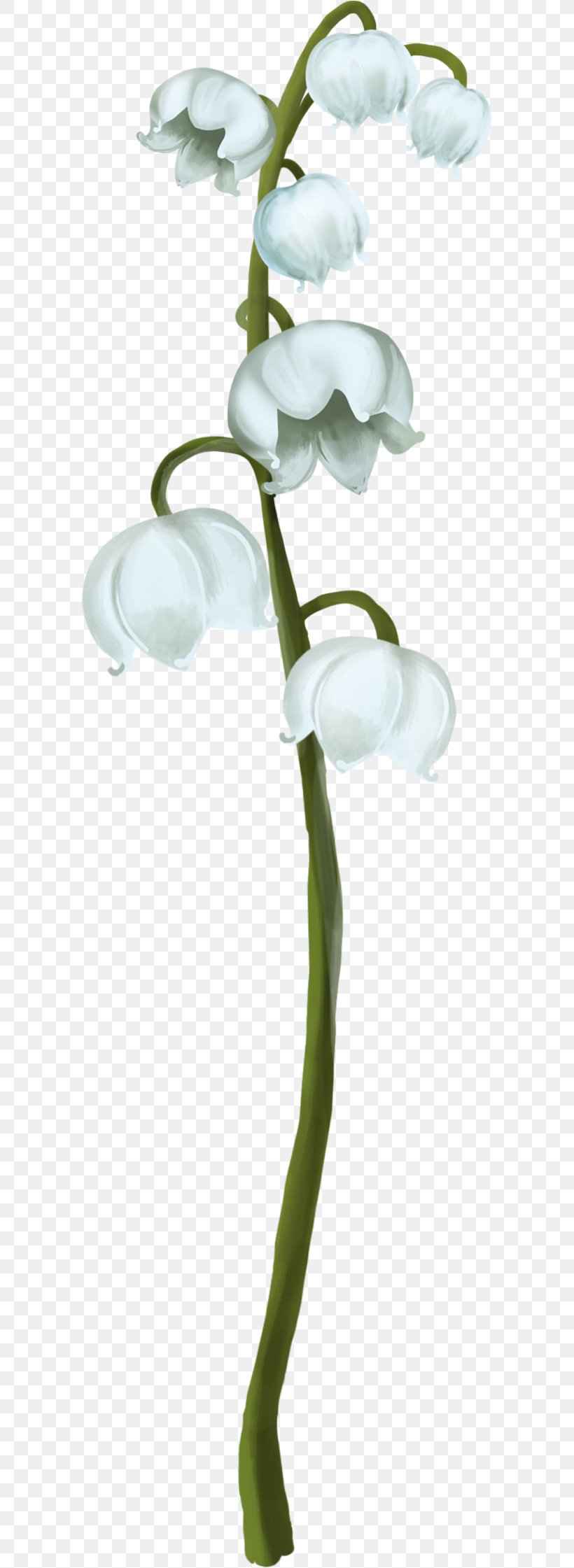 Lily Of The Valley Plant Stem Clip Art, PNG, 587x2241px, Lily Of The Valley, Branch, Cut Flowers, Flora, Flower Download Free