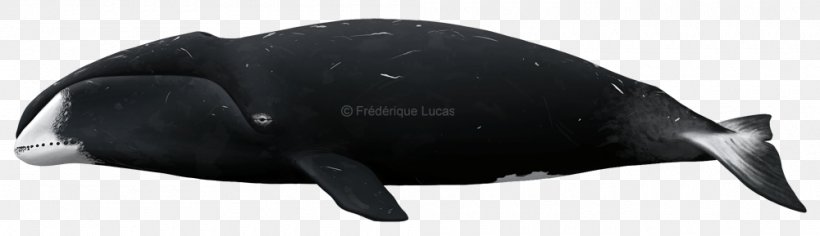 Marine Mammal Technology, PNG, 1000x289px, Marine Mammal, Animal, Animal Figure, Black, Black M Download Free