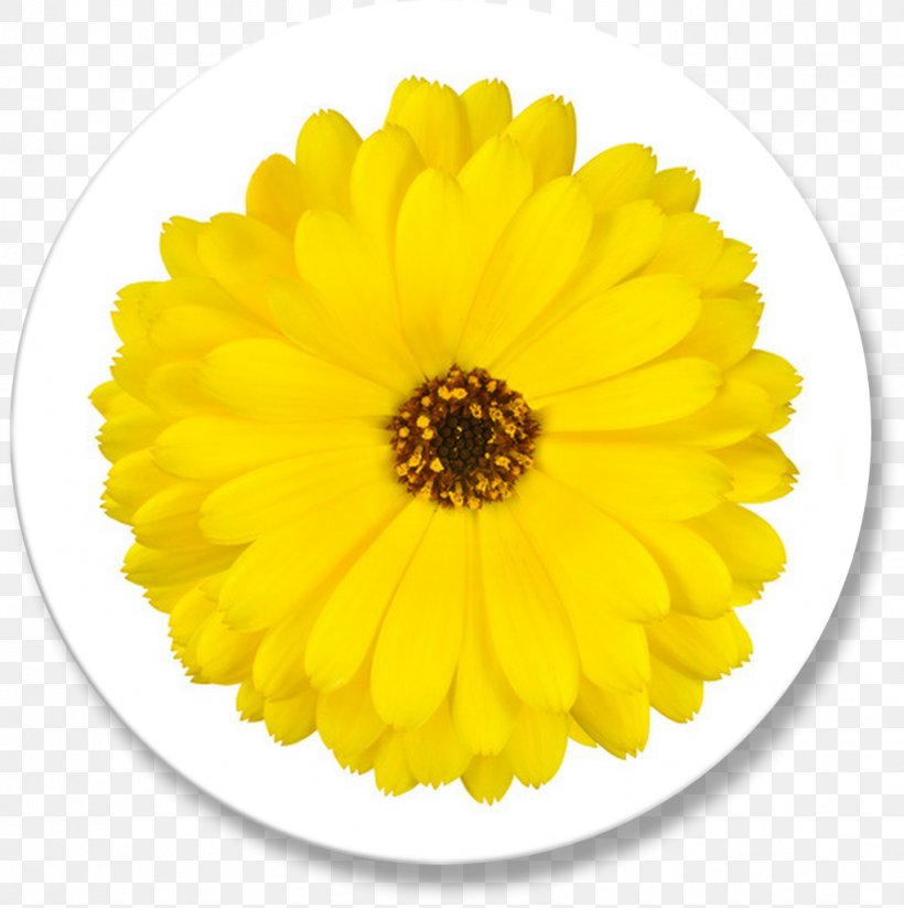 Calendula Officinalis Flower Marigold Yellow Transvaal Daisy, PNG, 1022x1026px, Calendula Officinalis, Blossom, Calendula, Chrysanths, Common Daisy Download Free
