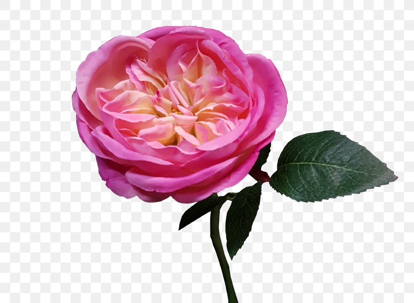 Garden Roses Cabbage Rose French Rose Floribunda Cut Flowers, PNG, 800x600px, Garden Roses, Artificial Flower, Cabbage Rose, Camellia, China Rose Download Free