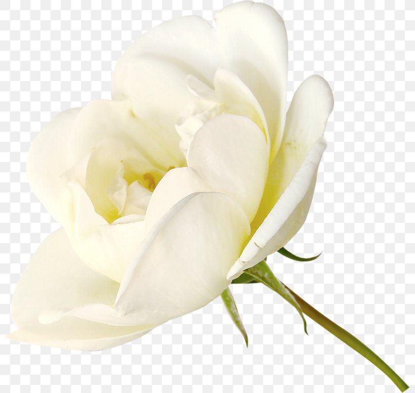 Rose White, PNG, 800x776px, Rose, Cut Flowers, Flower, Flowering Plant, Freesia Download Free