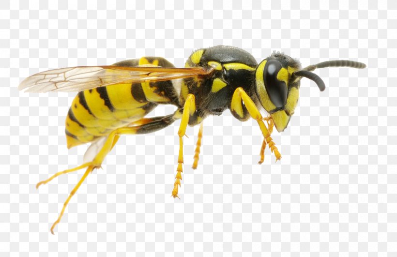 Hornet Characteristics Of Common Wasps And Bees Insect, PNG, 1000x648px, Hornet, Arthropod, Bee, Bee Removal, Common Wasp Download Free