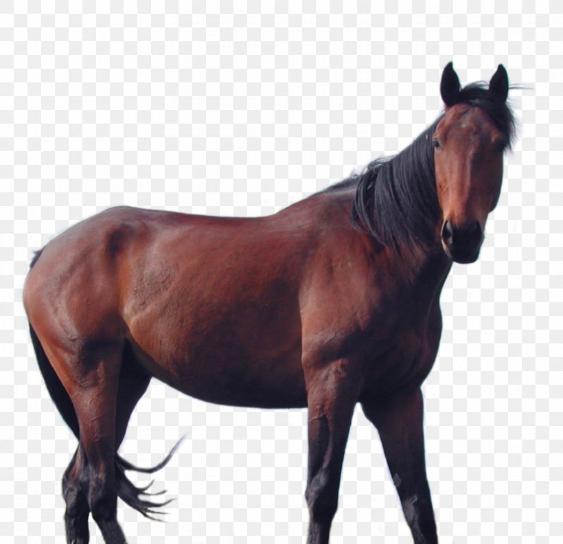 Horse Mane Stallion Rein Mare, PNG, 910x879px, Horse, Art, Bit, Bridle, Colt Download Free
