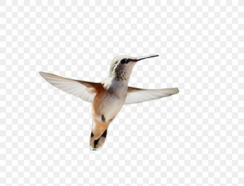 Hummingbird, PNG, 2000x1532px, Watercolor, Beak, Bird, Hummingbird, Paint Download Free