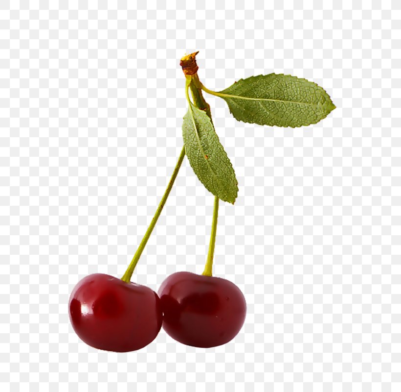 Sweet Cherry Fruit Auglis Clip Art, PNG, 584x800px, Cherry, Album, Auglis, Berry, Bilberry Download Free