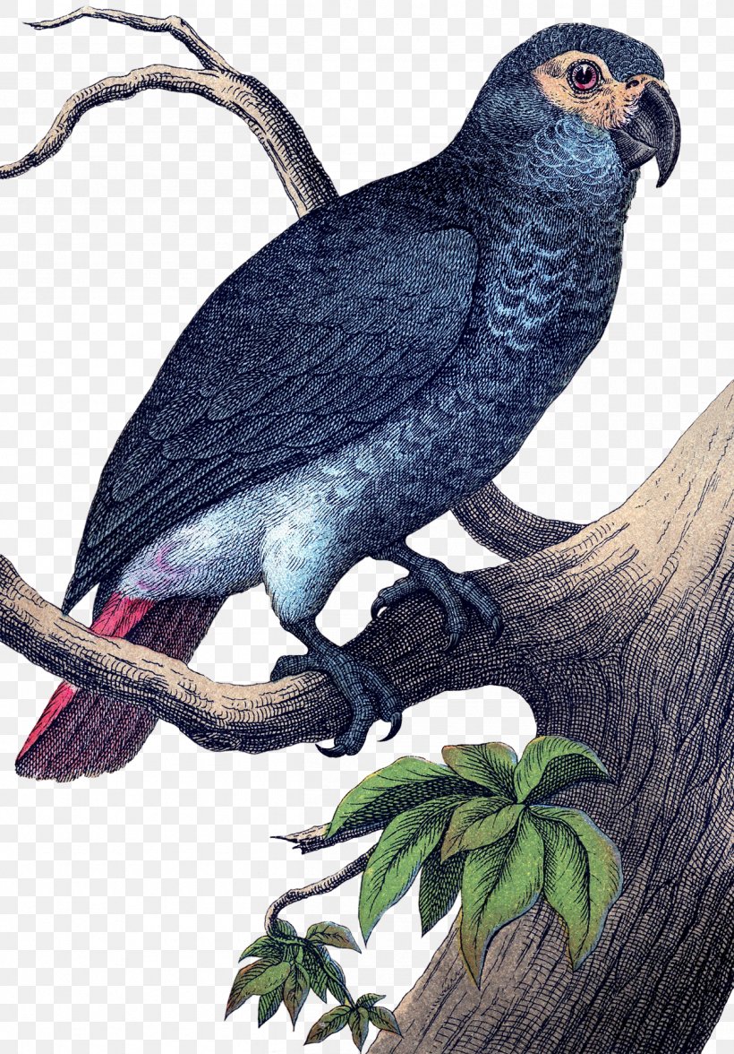 Beak Parrot Bird Finch Woodpecker, PNG, 1255x1800px, Beak, Antique, Bag, Bird, Bird Of Prey Download Free