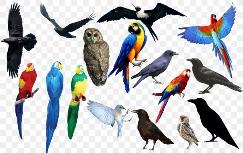 Bird Cygnini Swallow Clip Art, PNG, 900x569px, Bird, Animal, Beak, Common Pet Parakeet, Cygnini Download Free