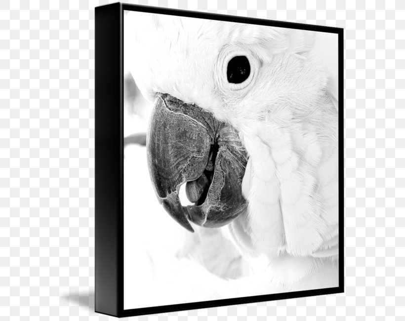 Black And White Gallery Wrap Photography Beak Picture Frames, PNG, 589x650px, Black And White, Beak, Bird, Black, Canvas Download Free