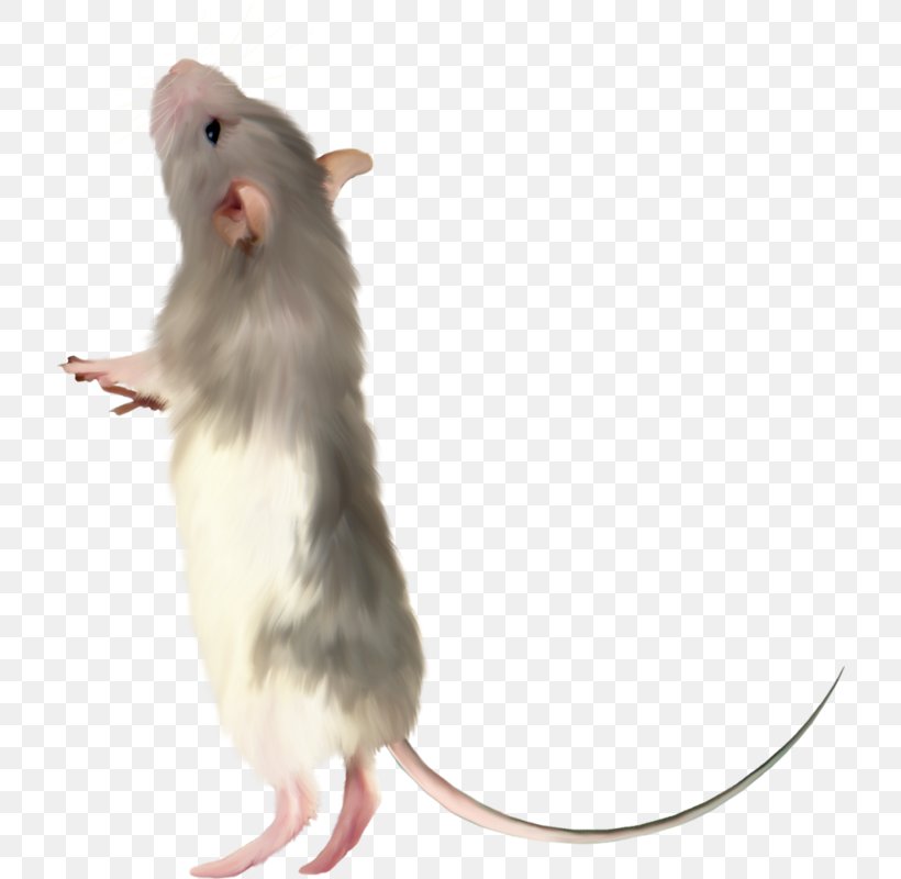 Computer Mouse Pointer, PNG, 718x800px, Computer Mouse, Computer, Cursor, Desktop Computers, Hamster Download Free