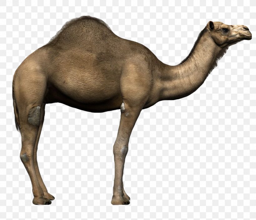 Dromedary Alpaca Llama Desert Safari Animal, PNG, 930x800px, 3d Modeling, Dromedary, Alpaca, Animal, Animal Figure Download Free