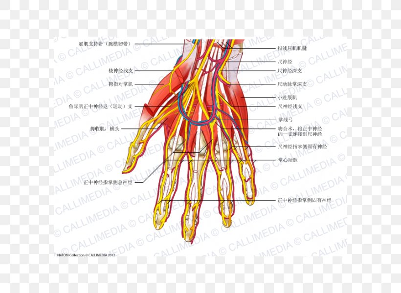 Nerve Muscle Blood Vessel Anatomy Human Body, PNG, 600x600px, Watercolor, Cartoon, Flower, Frame, Heart Download Free