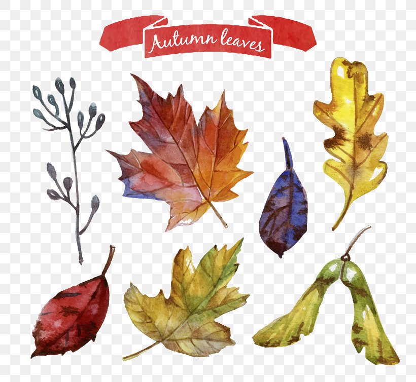 Autumn Leaves Wreath Vector Material, PNG, 800x754px, Autumn Leaves, Art, Autumn, Ginkgo Biloba, Leaf Download Free