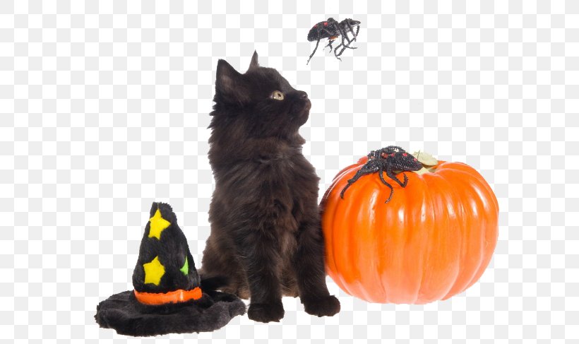 Black Cat Dog Halloween Pet, PNG, 650x487px, Cat, Black Cat, Carnivoran, Cat Like Mammal, Disguise Download Free