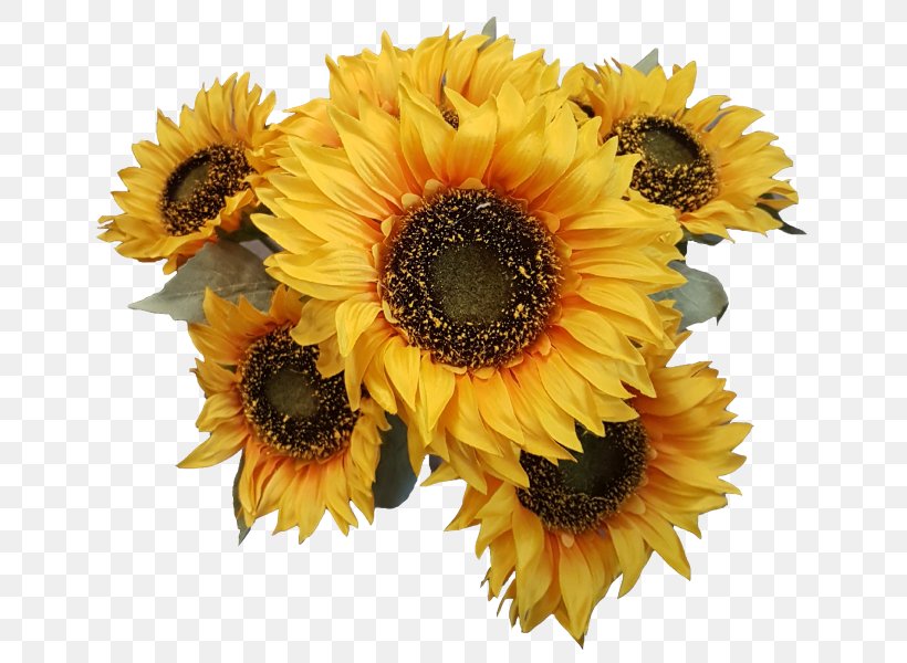 Cut Flowers Common Sunflower Sunflower Seed Transvaal Daisy, PNG, 800x600px, Cut Flowers, Annual Plant, Common Daisy, Common Sunflower, Daisy Family Download Free