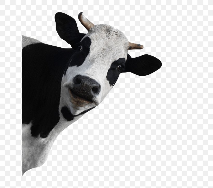 Holstein Friesian Cattle Calf Baka Taurine Cattle Dairy Cattle, PNG, 650x726px, Holstein Friesian Cattle, Baka, Calf, Cattle, Cattle Like Mammal Download Free