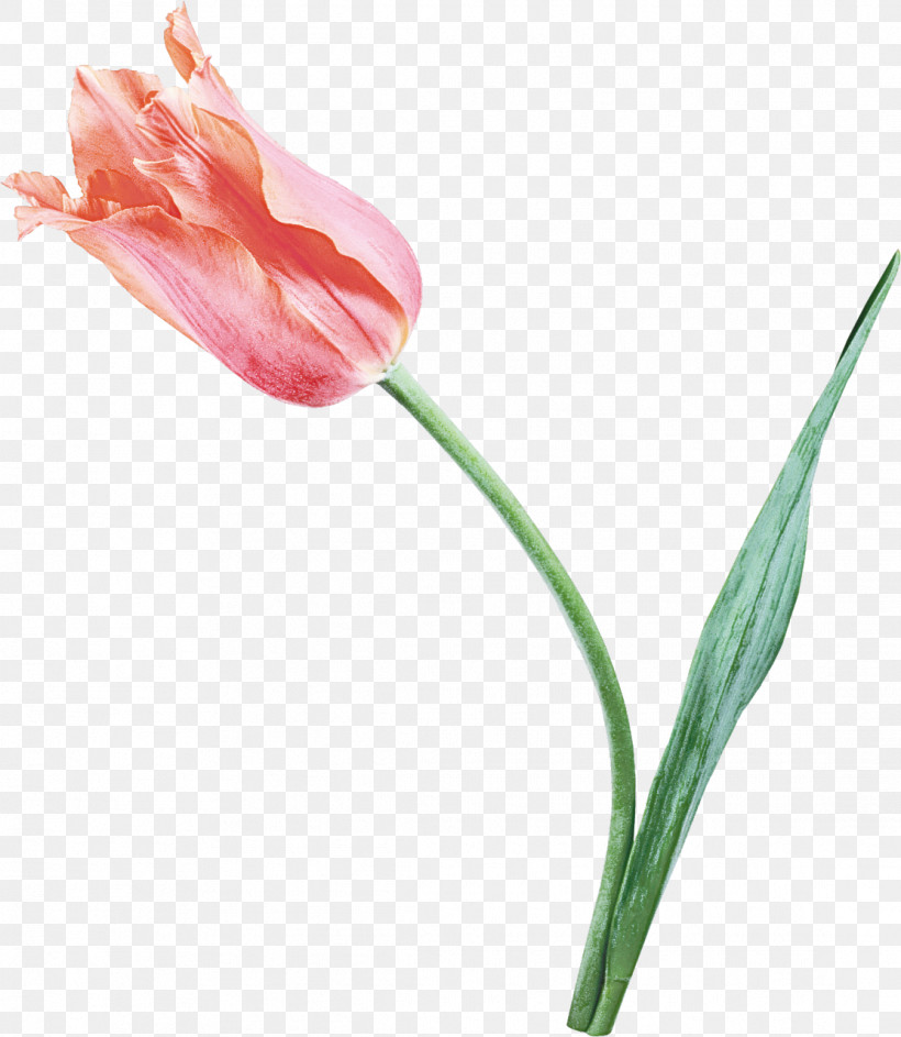 Flower Tulip Plant Pink Pedicel, PNG, 1112x1280px, Flower, Amaryllis Family, Anthurium, Bud, Cut Flowers Download Free