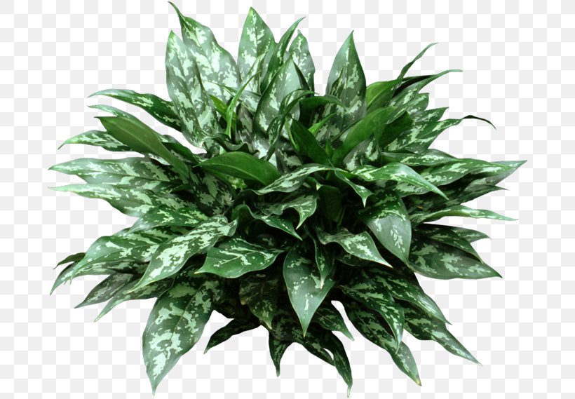 Light Houseplant Dracaena Fragrans Chinese Evergreens Garden, PNG, 688x569px, Light, Chinese Evergreens, Chlorophytum Comosum, Dracaena, Dracaena Fragrans Download Free