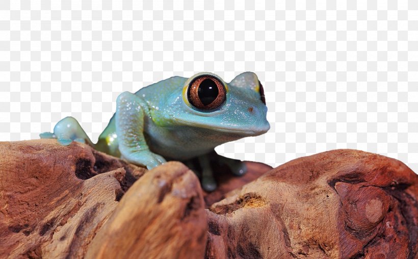 Tree Frog True Frog, PNG, 2000x1241px, Tree Frog, Amphibian, Animal, Blue, Cartoon Download Free